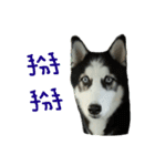 "Oreo"Husky Knight daily life.（個別スタンプ：14）