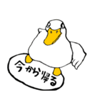 白アヒルのピピちゃん（個別スタンプ：13）