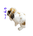 たれ耳うさぎのもふお君（個別スタンプ：1）