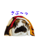 たれ耳うさぎのもふお君（個別スタンプ：2）