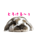 たれ耳うさぎのもふお君（個別スタンプ：3）