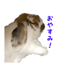 たれ耳うさぎのもふお君（個別スタンプ：5）