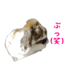たれ耳うさぎのもふお君（個別スタンプ：8）