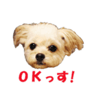 エルモとシリ（個別スタンプ：2）