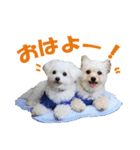 エルモとシリ（個別スタンプ：3）