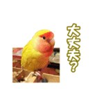 コザクラインコのピヨちゃん（個別スタンプ：1）