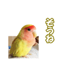 コザクラインコのピヨちゃん（個別スタンプ：3）