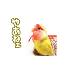 コザクラインコのピヨちゃん（個別スタンプ：5）