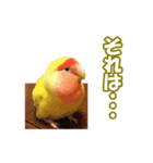 コザクラインコのピヨちゃん（個別スタンプ：7）