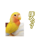 コザクラインコのピヨちゃん（個別スタンプ：8）