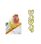 コザクラインコのピヨちゃん（個別スタンプ：10）