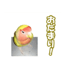 コザクラインコのピヨちゃん（個別スタンプ：15）