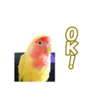 コザクラインコのピヨちゃん（個別スタンプ：16）