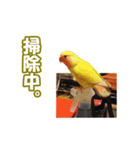 コザクラインコのピヨちゃん（個別スタンプ：19）