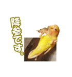 コザクラインコのピヨちゃん（個別スタンプ：20）