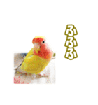 コザクラインコのピヨちゃん（個別スタンプ：21）