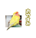 コザクラインコのピヨちゃん（個別スタンプ：22）