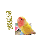 コザクラインコのピヨちゃん（個別スタンプ：23）