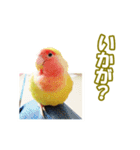 コザクラインコのピヨちゃん（個別スタンプ：24）