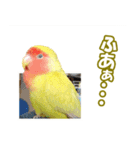 コザクラインコのピヨちゃん（個別スタンプ：25）