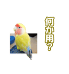 コザクラインコのピヨちゃん（個別スタンプ：26）