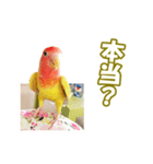 コザクラインコのピヨちゃん（個別スタンプ：28）