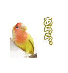 コザクラインコのピヨちゃん（個別スタンプ：29）