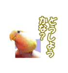 コザクラインコのピヨちゃん（個別スタンプ：32）