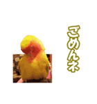 コザクラインコのピヨちゃん（個別スタンプ：34）