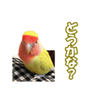 コザクラインコのピヨちゃん（個別スタンプ：35）