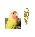 コザクラインコのピヨちゃん（個別スタンプ：39）