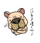 Little pig dog_ French Bulldog's daily（個別スタンプ：27）