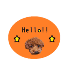 トイプードルのムック シンプルスタンプ（個別スタンプ：4）