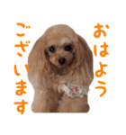 トイプードルココの日常会話スタンプ2（個別スタンプ：1）