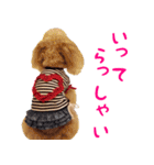 トイプードルココの日常会話スタンプ2（個別スタンプ：4）