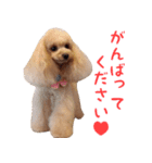 トイプードルココの日常会話スタンプ2（個別スタンプ：5）
