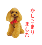 トイプードルココの日常会話スタンプ2（個別スタンプ：7）