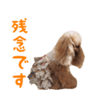 トイプードルココの日常会話スタンプ2（個別スタンプ：8）