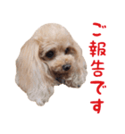 トイプードルココの日常会話スタンプ2（個別スタンプ：12）