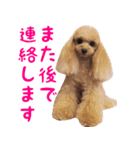 トイプードルココの日常会話スタンプ2（個別スタンプ：13）