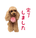トイプードルココの日常会話スタンプ2（個別スタンプ：14）