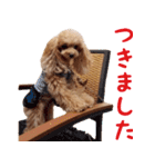 トイプードルココの日常会話スタンプ2（個別スタンプ：22）
