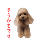 トイプードルココの日常会話スタンプ2（個別スタンプ：25）