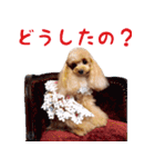 トイプードルココの日常会話スタンプ2（個別スタンプ：28）