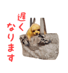 トイプードルココの日常会話スタンプ2（個別スタンプ：29）