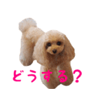 トイプードルココの日常会話スタンプ2（個別スタンプ：32）
