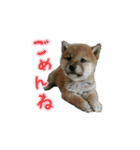 柴犬つむぎ（個別スタンプ：4）