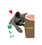 トロ にゃん（個別スタンプ：7）