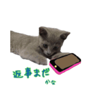 トロ にゃん（個別スタンプ：12）