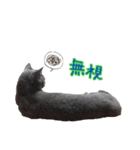 トロ にゃん（個別スタンプ：15）